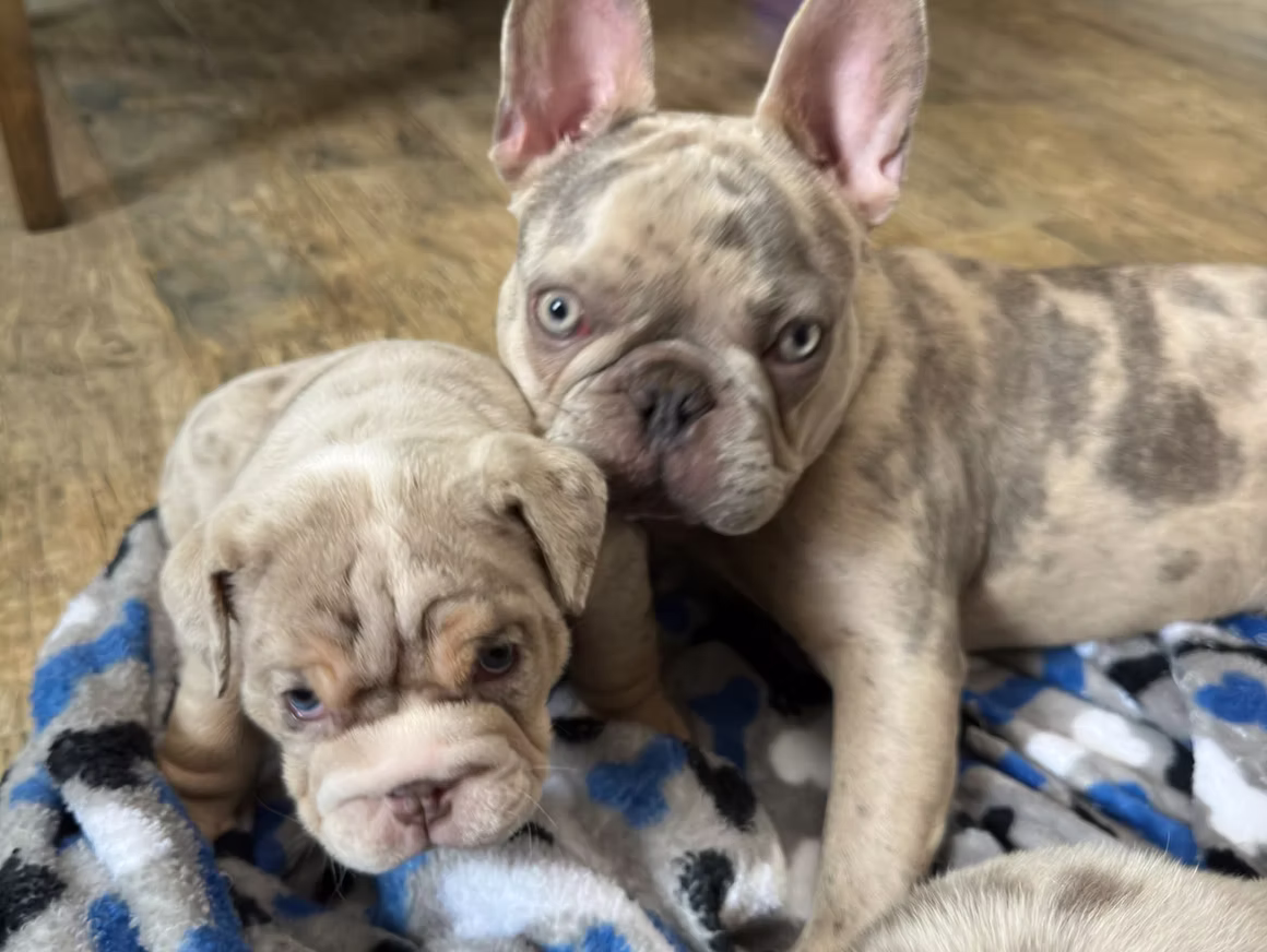 English Bulldogs vs. French Bulldogs: Which Breed Is Right for You?