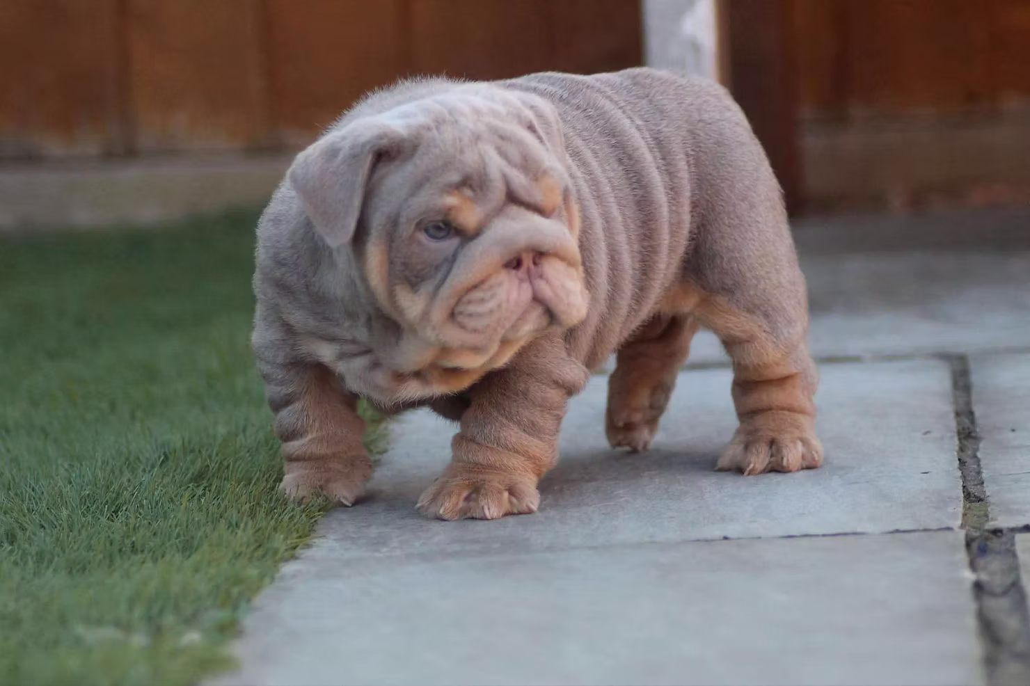 French Bulldog Puppies: What to Know Before Bringing One Home