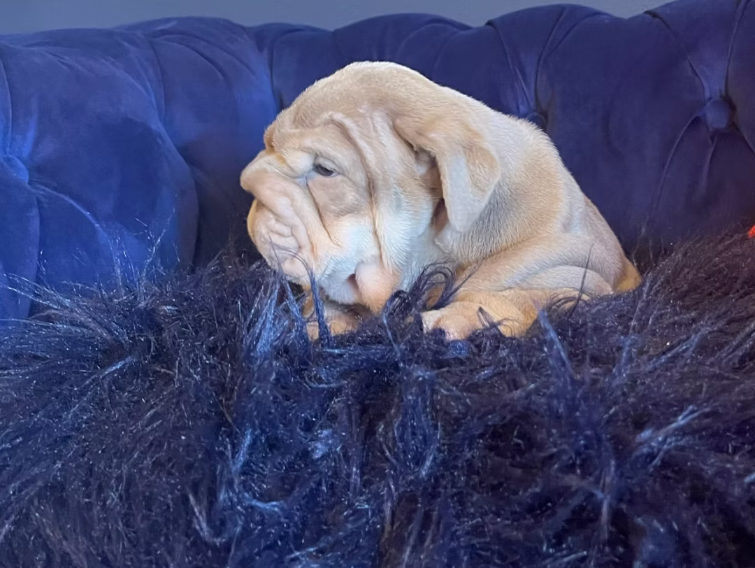 Potty Training Tips for Bulldog Puppies: A Complete Guide